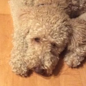 Meet your Posher, Raymond